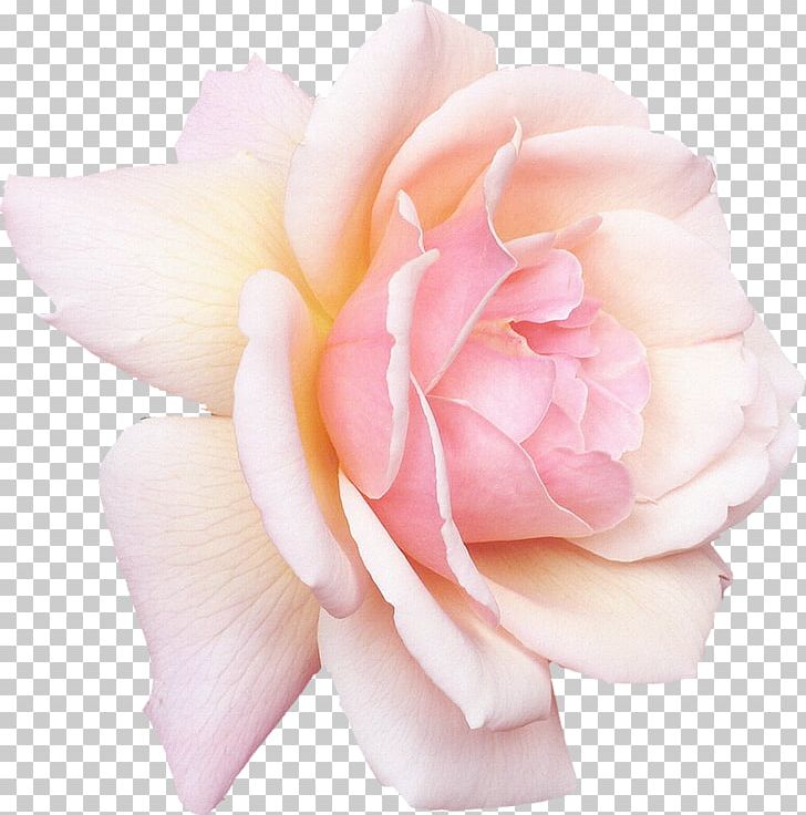 Rose White Pink Flower Desktop PNG, Clipart, Animals, Cut Flowers, Desktop Wallpaper, Floral Design, Floribunda Free PNG Download