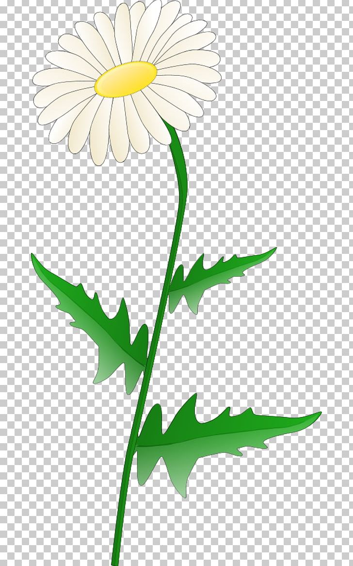 Free Content Common Daisy PNG, Clipart, Artwork, Blog, Chrysanths, Cut Flowers, Daisy Free PNG Download