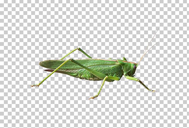 Grasshopper Locust Net-winged Insects Pest Pterygota PNG, Clipart, Arthropod, Cricket, Cricket Like Insect, Grass, Grasshopper Free PNG Download