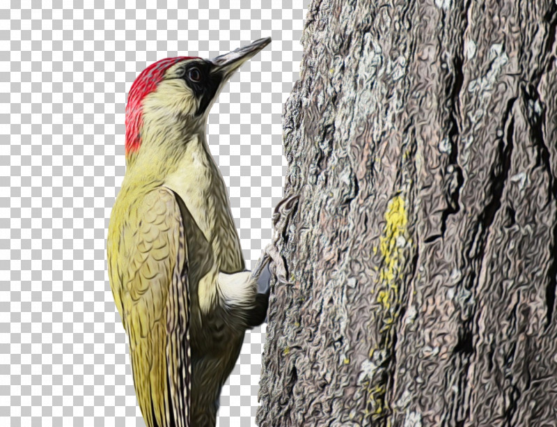 Woodpeckers Piciformes Beak Tree Biology PNG, Clipart, Beak, Biology, Paint, Piciformes, Science Free PNG Download