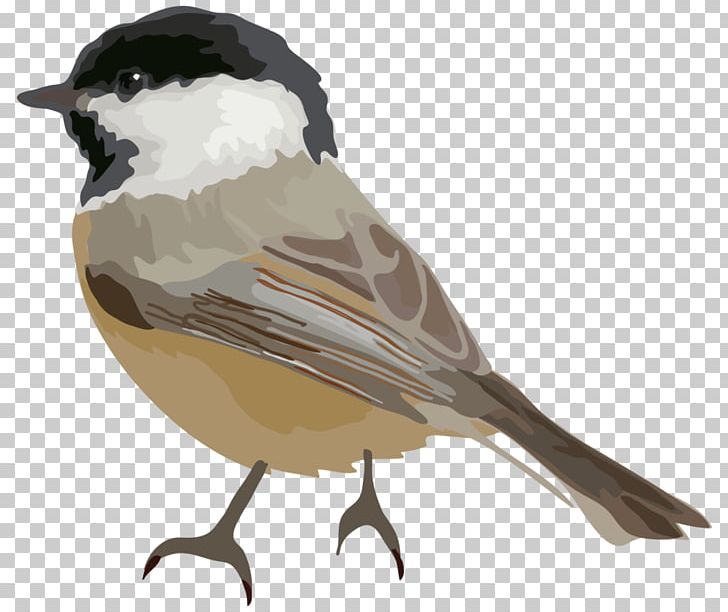 Bird Cartoon PNG, Clipart, Animal, Animals, Beak, Bird, Cartoon Free PNG Download