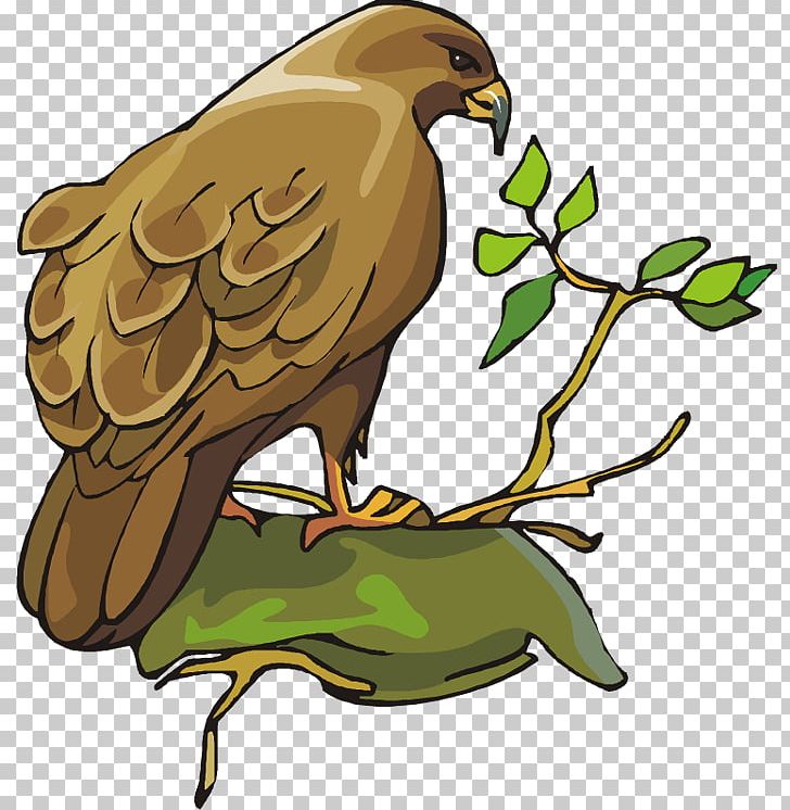 Bird Of Prey Bald Eagle Owl PNG, Clipart, Accipitridae, Bald Eagle, Beak, Bird, Bird Of Prey Free PNG Download