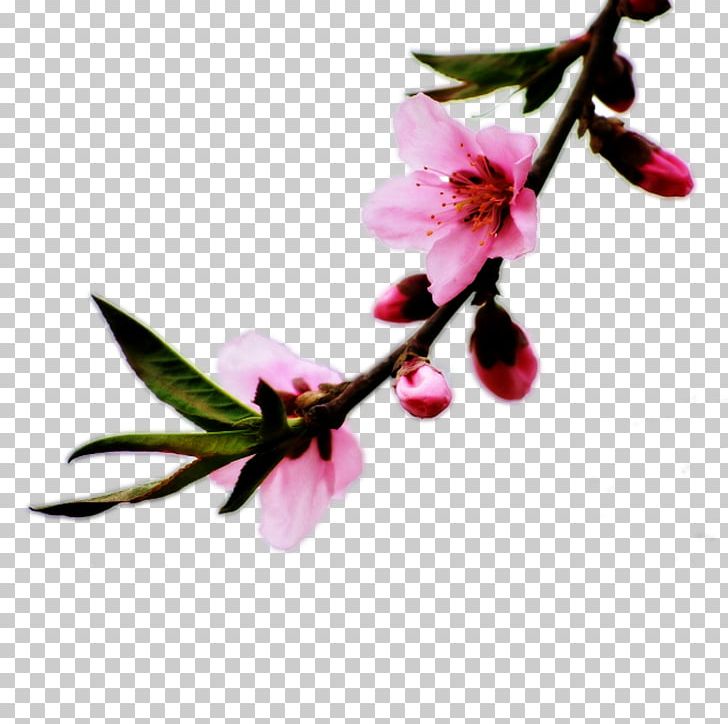 Blossom Petal Peach PNG, Clipart, Branch, Bud, Cherry Blossom, Flower, Flowering Plant Free PNG Download