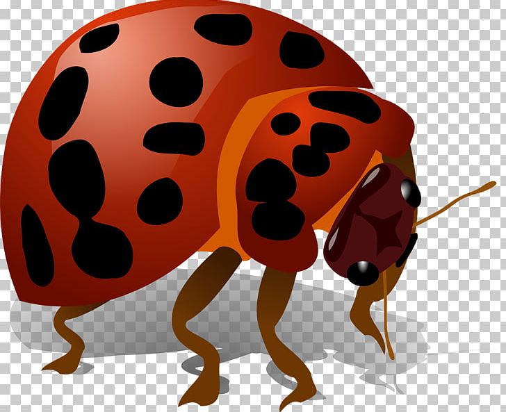 Beetle Ladybird Firefly PNG, Clipart, Animals, Arthropod, Beetle, Bugs, Computer Icons Free PNG Download