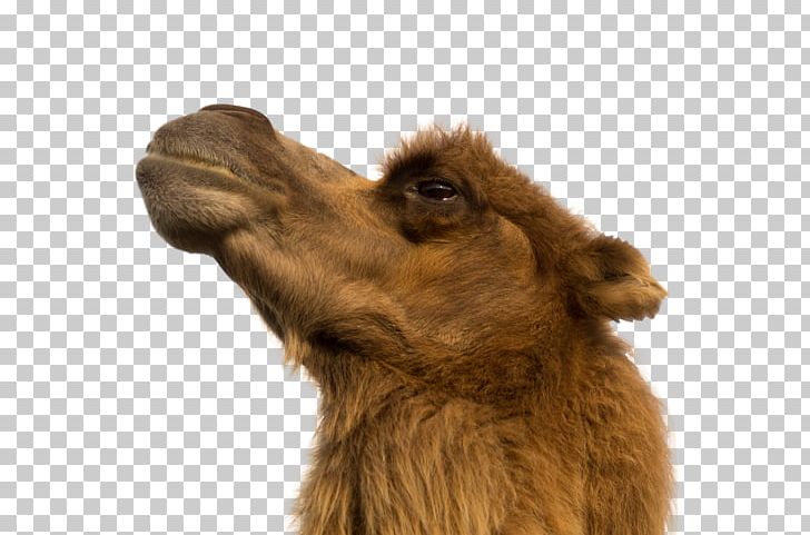 Camel Animal Photography React Desert PNG, Clipart, Animal, Animals, Arabian Camel, Camel, Camel Like Mammal Free PNG Download