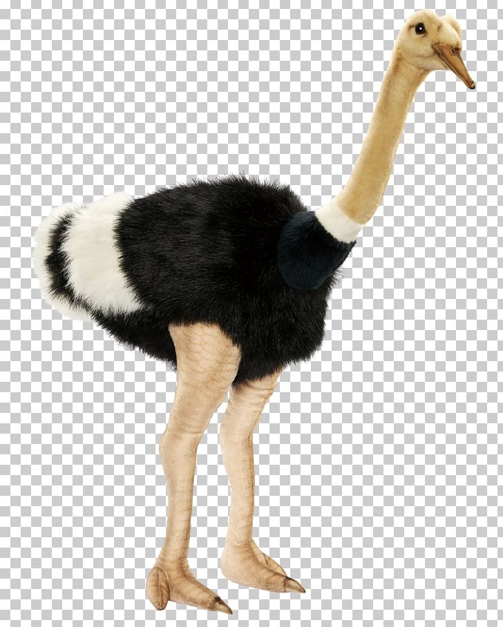 Common Ostrich Alpha Compositing Transparency And Translucency PNG, Clipart, Alpha Compositing, Animals, Beak, Bird, Common Ostrich Free PNG Download