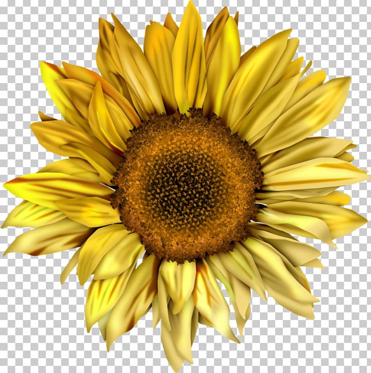 Common Sunflower Desktop Sunflower Seed PNG, Clipart, Clip Art, Common Sunflower, Daisy Family, Desktop Wallpaper, Flower Free PNG Download