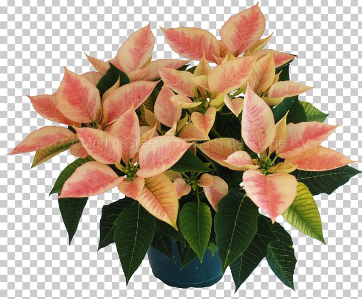 Poinsettia Flowerpot Cut Flowers Houseplant PNG, Clipart, Bract, Christmas, Christmas Eve, Color, Cut Flowers Free PNG Download