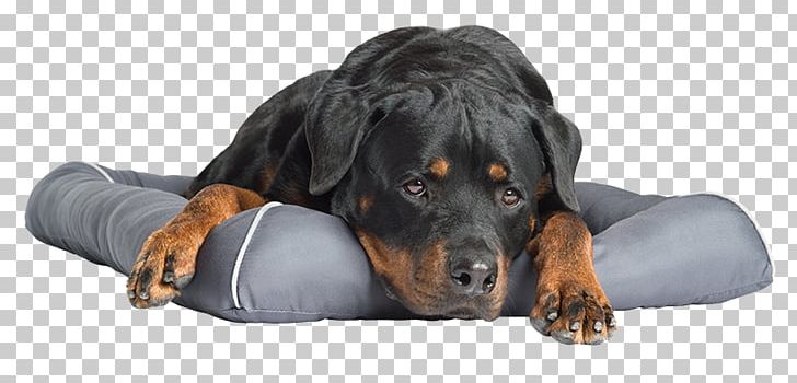 Puppy Dog Breed Austrian Black And Tan Hound Rottweiler Bed PNG, Clipart, Animals, Austrian Black And Tan Hound, Bed, Bed Bath Beyond, Black And Tan Coonhound Free PNG Download
