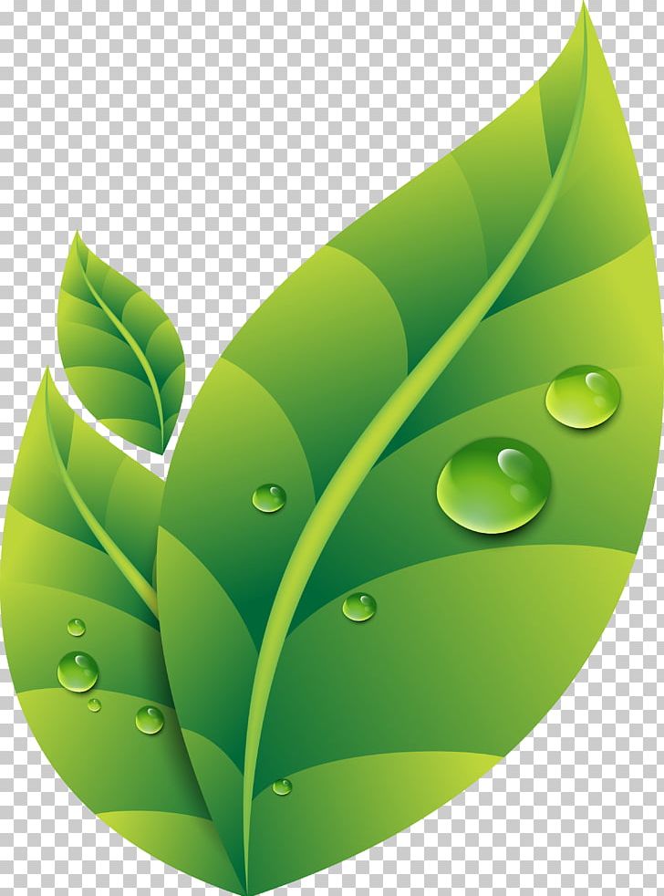 Green PNG, Clipart, Art, Color, Computer Wallpaper, Drawing, Drop Free PNG Download