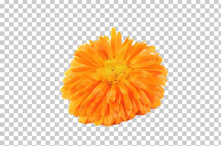 Mexican Marigold Chrysanthemum Tea Calendula Officinalis PNG, Clipart, Calendula, Chrysanthemum, Chrysanths, Dahlia, Daisy Family Free PNG Download