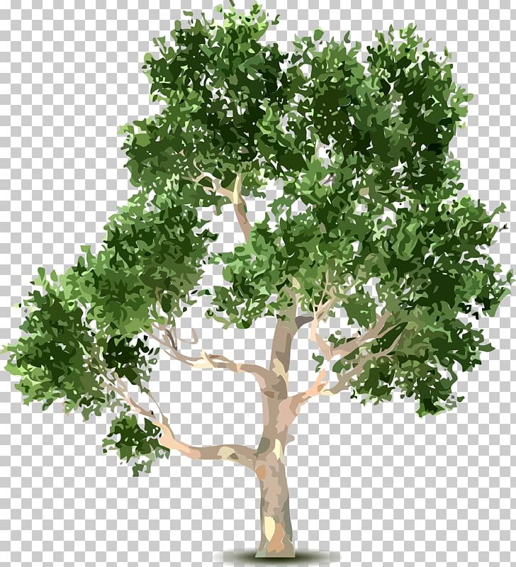 Tree Shrub PNG, Clipart, Archive File, Birch, Branch, Digital Image, Download Free PNG Download