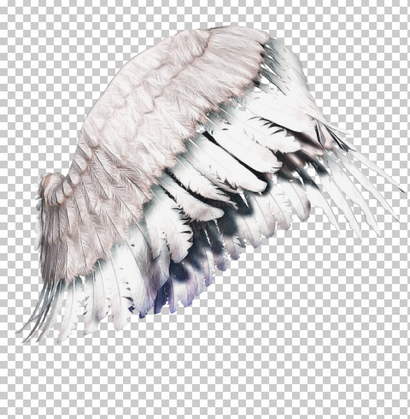 Feather PNG, Clipart, Feather, Fur, Wing Free PNG Download