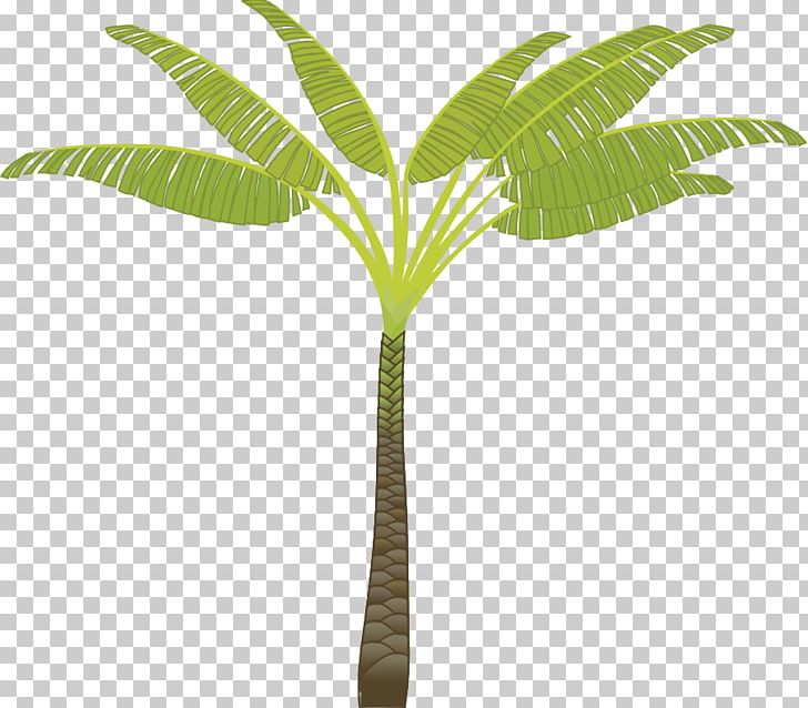 Arecaceae Tree Coconut PNG, Clipart, Arecaceae, Arecales, Cartoon Palm Tree Images, Coconut, Drawing Free PNG Download