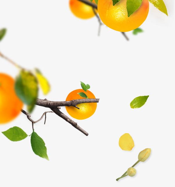 Orange Tree Material PNG, Clipart, Branch, Child, Citrus Fruit, Close Up, Food Free PNG Download