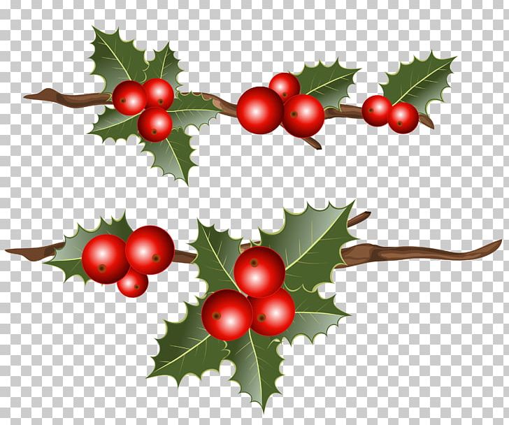 Common Holly Christmas Mistletoe PNG, Clipart, Aquifoliaceae, Aquifoliales, Berry, Branch, Cherry Free PNG Download
