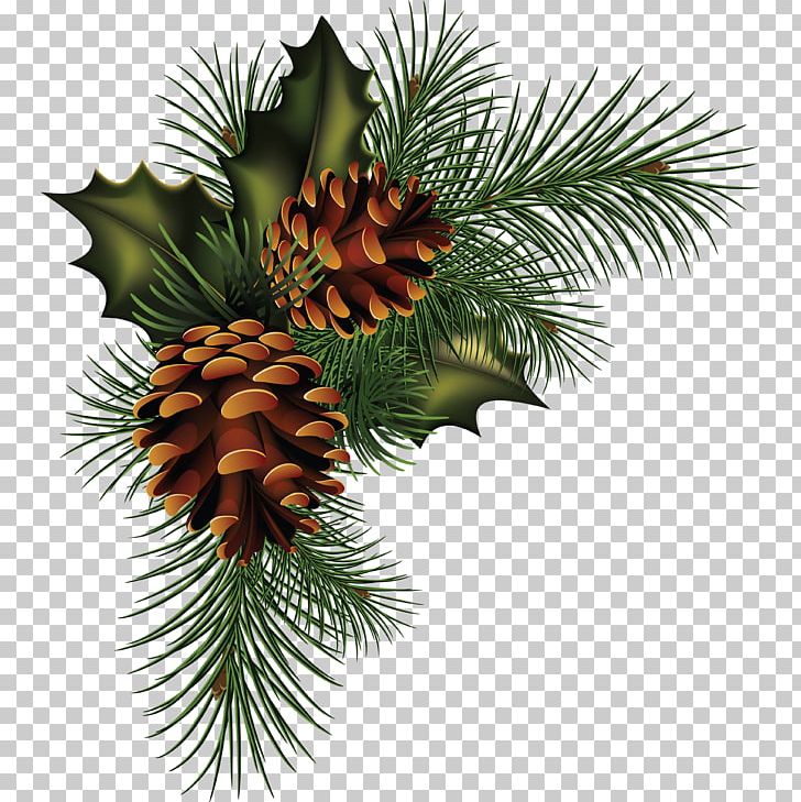 Conifer Cone Pine Fir Spruce PNG, Clipart, Christmas Decoration, Christmas Ornament, Cone, Conifer, Drawing Free PNG Download