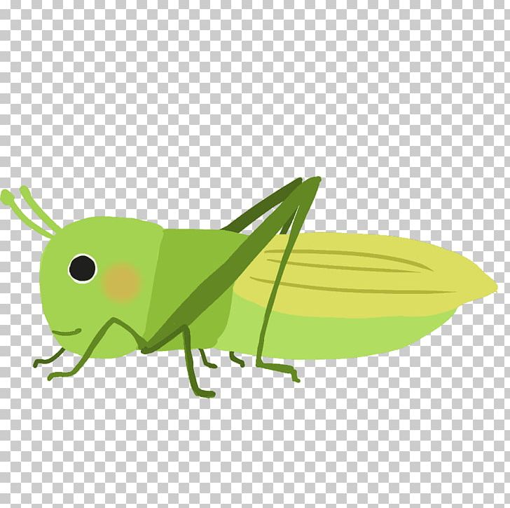 Grasshopper Locust Insect PNG, Clipart, Arthropod, Caelifera, Cricket Like Insect, Fauna, Grass Free PNG Download