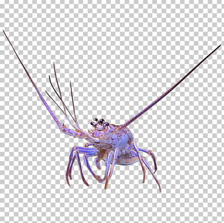 Spiny Lobster Freshwater Crab Crayfish PNG, Clipart, American Lobster, Animals, Animal Source Foods, Aquarium, Arthropod Free PNG Download