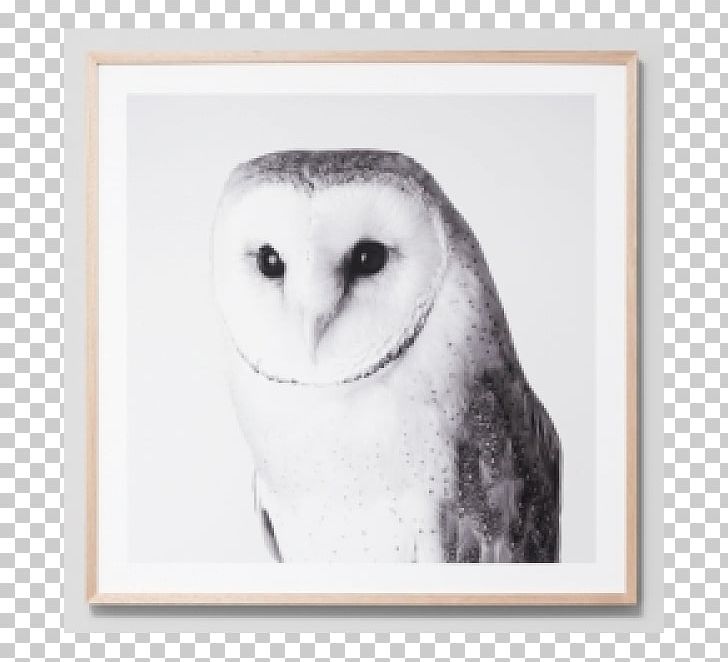 Barn Owl Bird Beak Printing PNG, Clipart, Art, Barn Owl, Beak, Bird, Bird Of Prey Free PNG Download