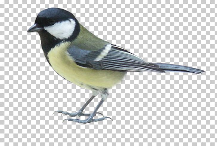 Bird PNG, Clipart, Animals, Beak, Bird, Chickadee, Cicek Free PNG Download