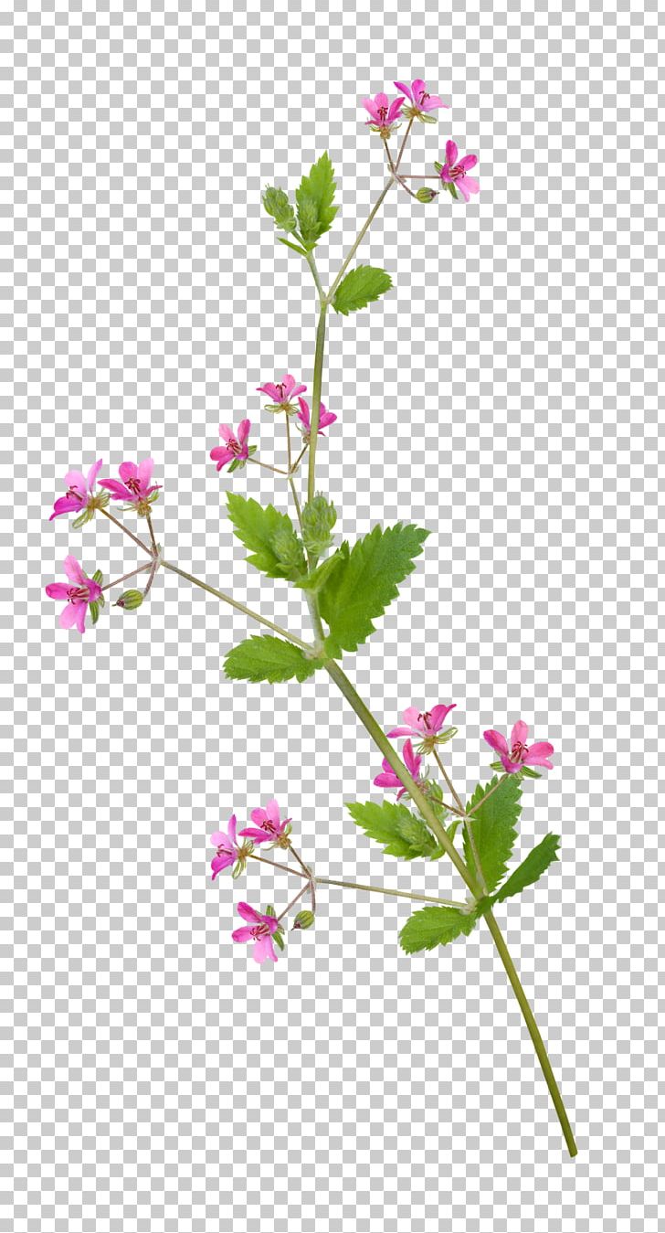 Flower PNG, Clipart, Branch, Clip Art, Download, Flora, Flower Free PNG Download