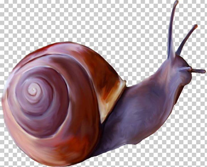 Gastropods Insect Snail Butterfly PNG, Clipart, Animal, Animals, Butterfly, Conch, Gastropods Free PNG Download