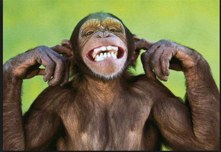 Monkey World Ape Capuchin Monkey Haplorhini PNG, Clipart, Aggression, Animal, Animals, Ape, Capuchin Monkey Free PNG Download
