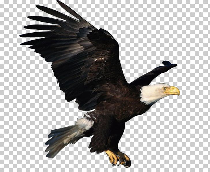 Atlxe9tico Clube Juventus Bald Eagle PNG, Clipart, Adobe Illustrator, Animal, Animals, Atlxe9tico Clube Juventus, Bald Eagle Free PNG Download