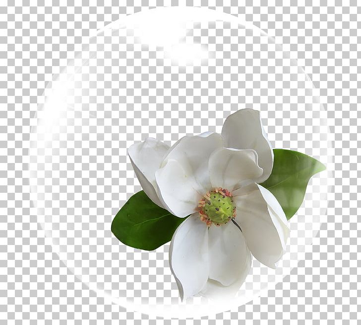 Cape Jasmine Flower White PNG, Clipart, Cape, Cape Jasmine, Cut Flowers, Flower, Flowering Plant Free PNG Download