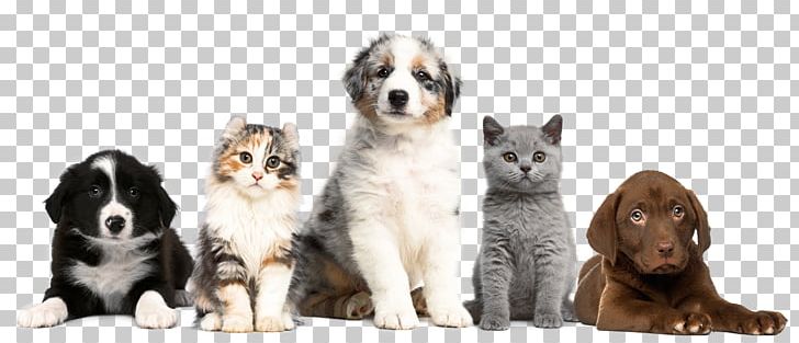 Cat Dog Puppy Kitten Pet PNG, Clipart, Animals, Animal Shelter, Carnivoran, Cat Like Mammal, Companion Dog Free PNG Download