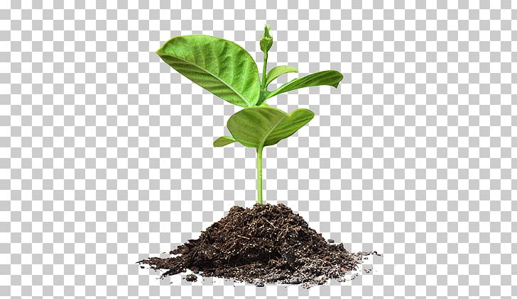 Plant Aquaponics Soil Food Vine PNG, Clipart, Aquaponics, Farm, Flowerpot, Food, Growing Seed Free PNG Download