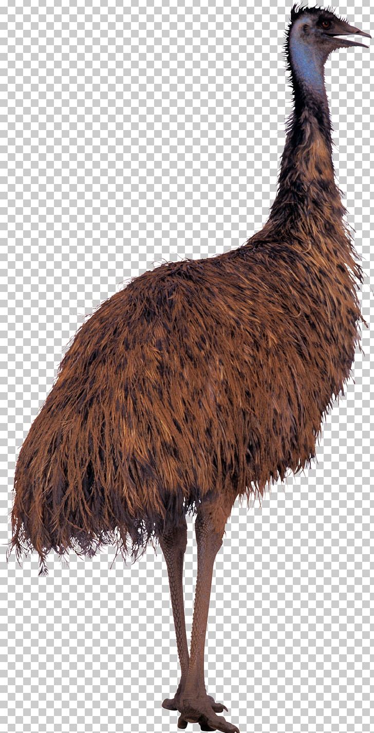Royal Palm Turkey Bird Common Ostrich Duck PNG, Clipart, Animal, Animals, Beak, Bird, Cassowary Free PNG Download