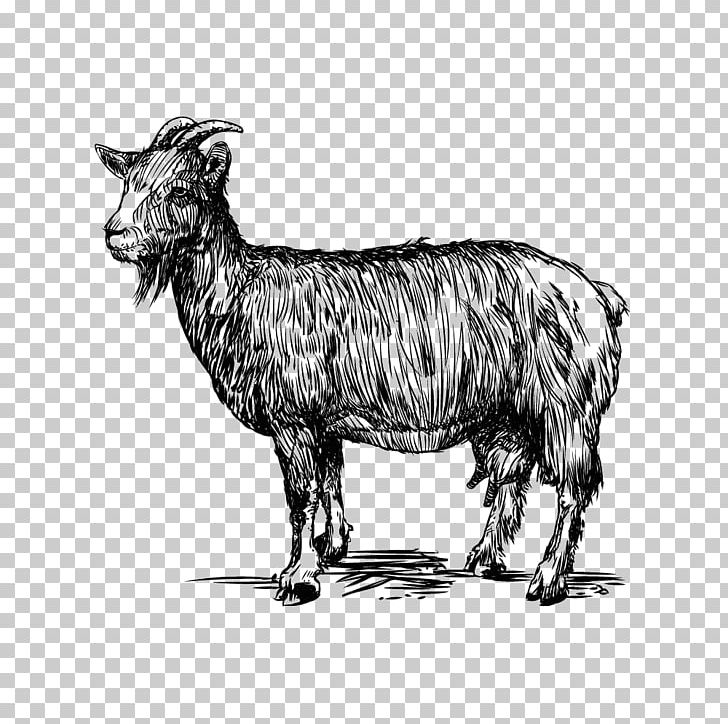 Sheep Goat Cattle Zeus Caprinae PNG, Clipart, Animals, Black And White, Camel Like Mammal, Caprinicoltura, Cattle Like Mammal Free PNG Download