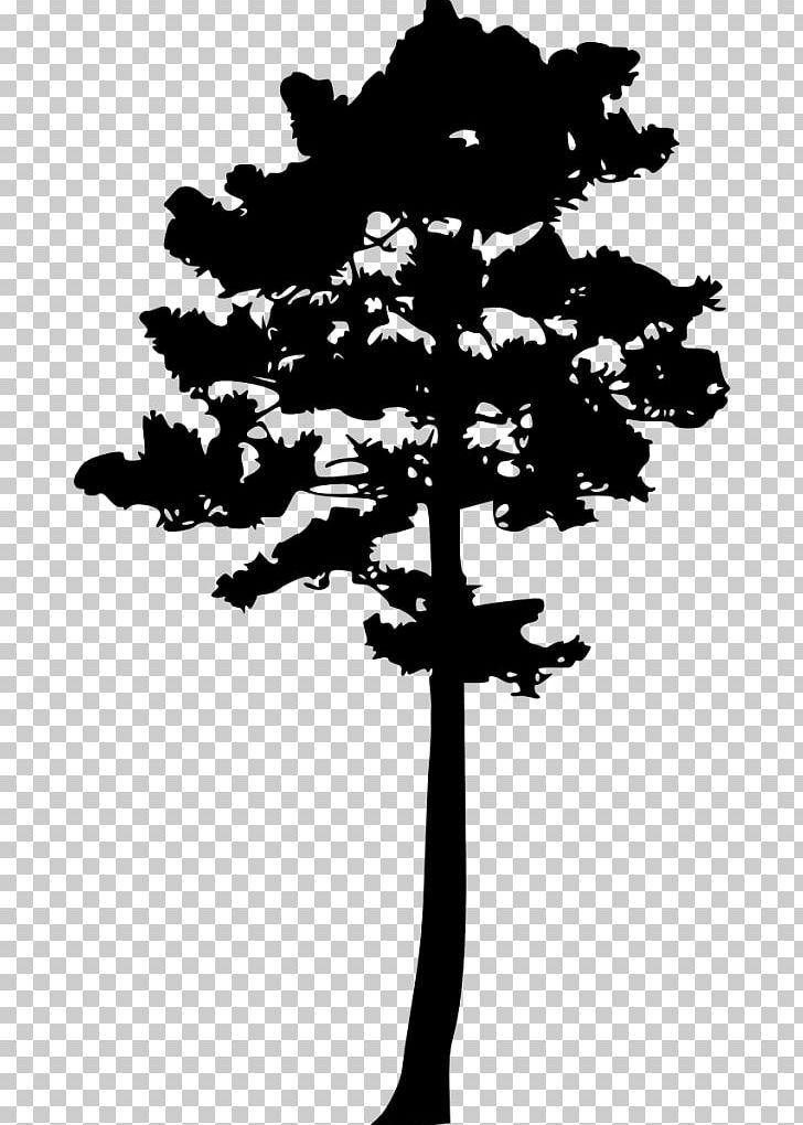 Woody Plant Tree Pine PNG, Clipart, Black And White, Branch, Conifer, Conifers, Flower Free PNG Download