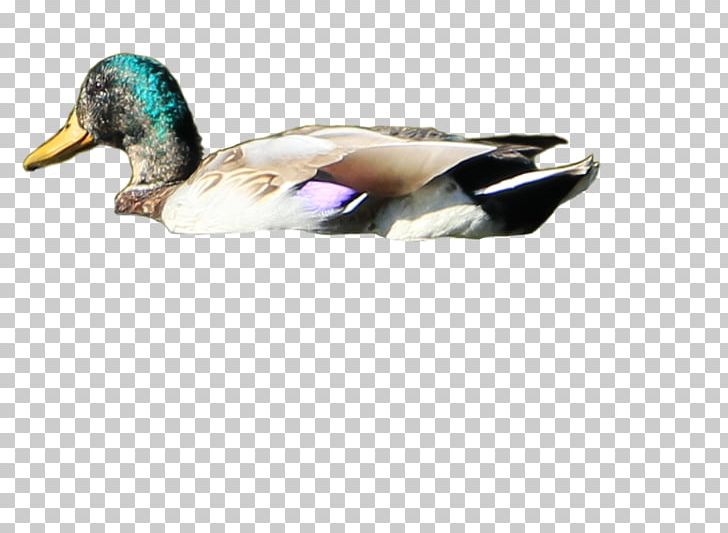 Duck Mallard Bird Desktop PNG, Clipart, Anatidae, Animals, Beak, Bird, Desktop Wallpaper Free PNG Download