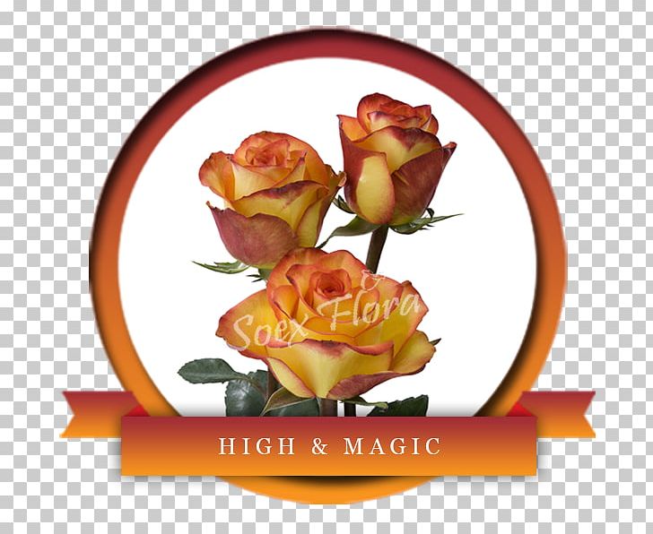 Garden Roses Floral Design Cut Flowers Petal PNG, Clipart, Cut Flowers, Floral Design, Floristry, Flower, Flowering Plant Free PNG Download