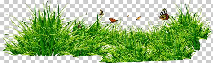 Grass Patch With Insects PNG, Clipart, Grass, Nature Free PNG Download