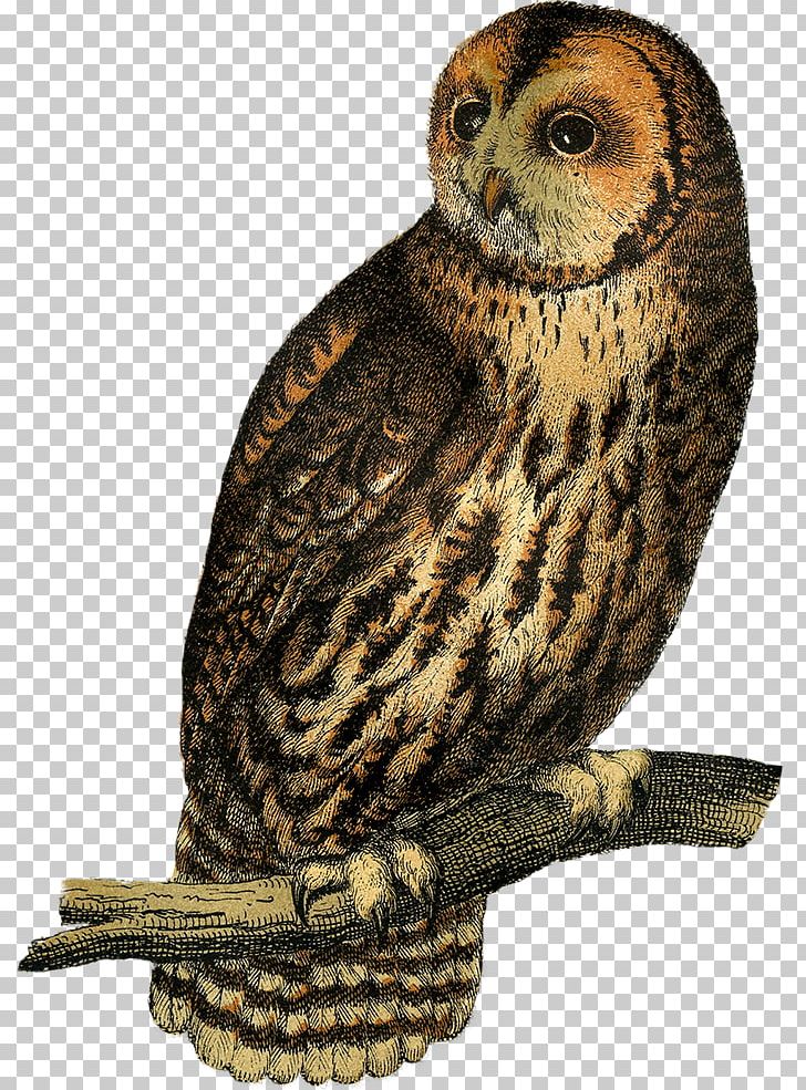 Great Grey Owl Beak Falcon Terrestrial Animal PNG, Clipart, Animal, Animals, Beak, Bird, Bird Of Prey Free PNG Download