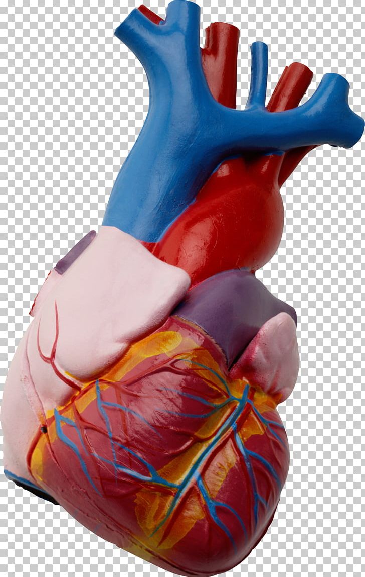 Heart Human Anatomy Beta Blocker Human Body PNG, Clipart, Anatomia Animal, Anatomy, Bald Man, Beta Blocker, Calcium Channel Blocker Free PNG Download