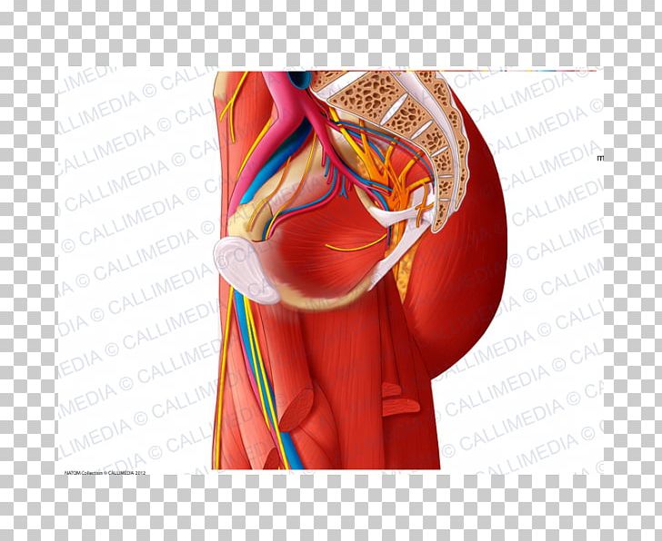 Hip Anatomy Muscle Muscular System Nerve PNG, Clipart, Abdomen, Anatomy, Arm, Blood Vessel, Ear Free PNG Download