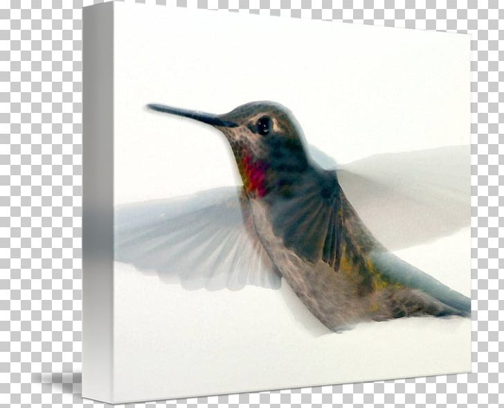 Hummingbird Beak Feather Fauna PNG, Clipart, Animals, Beak, Bird, Fauna, Feather Free PNG Download