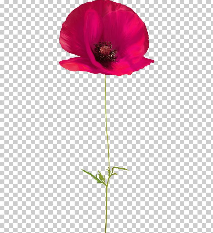 Poppy Flower Floral Design PNG, Clipart, Art, Bud, Decorative, Floral, Floral Patterns Free PNG Download