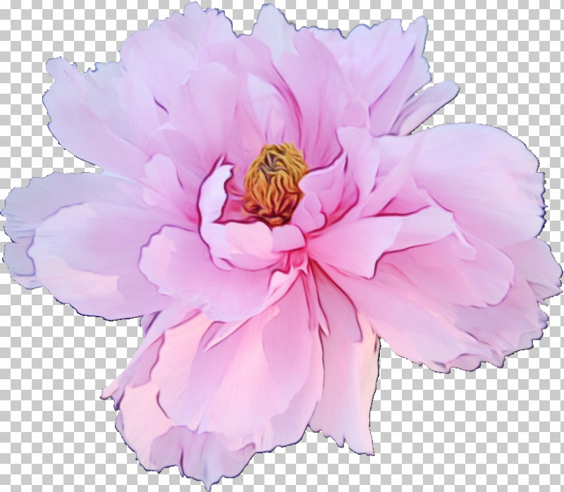 Flower Pink Petal Plant Common Peony PNG, Clipart, Chinese Peony, Common Peony, Cut Flowers, Flower, Paint Free PNG Download