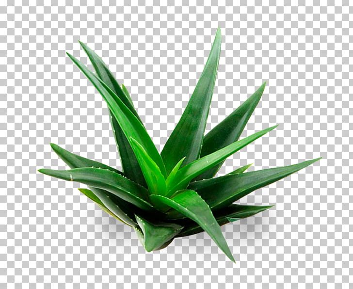 Aloe Vera Plant Gel Aloin PNG, Clipart, Agave, Agave Azul, Aloe, Aloe Vera, Aloin Free PNG Download