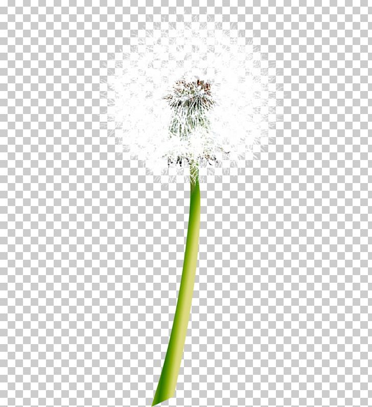 Common Dandelion Euclidean PNG, Clipart, Creative Ads, Creative Artwork, Creative Background, Creative Graphics, Creative Logo Design Free PNG Download