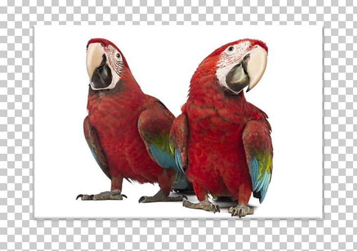 Red-and-green Macaw Parrot Scarlet Macaw Lovebird PNG, Clipart, Animals, Ara, Beak, Bird, Fauna Free PNG Download