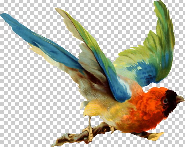 Bird Parrot PNG, Clipart, Animal, Animals, Art, Asuka, Beak Free PNG Download