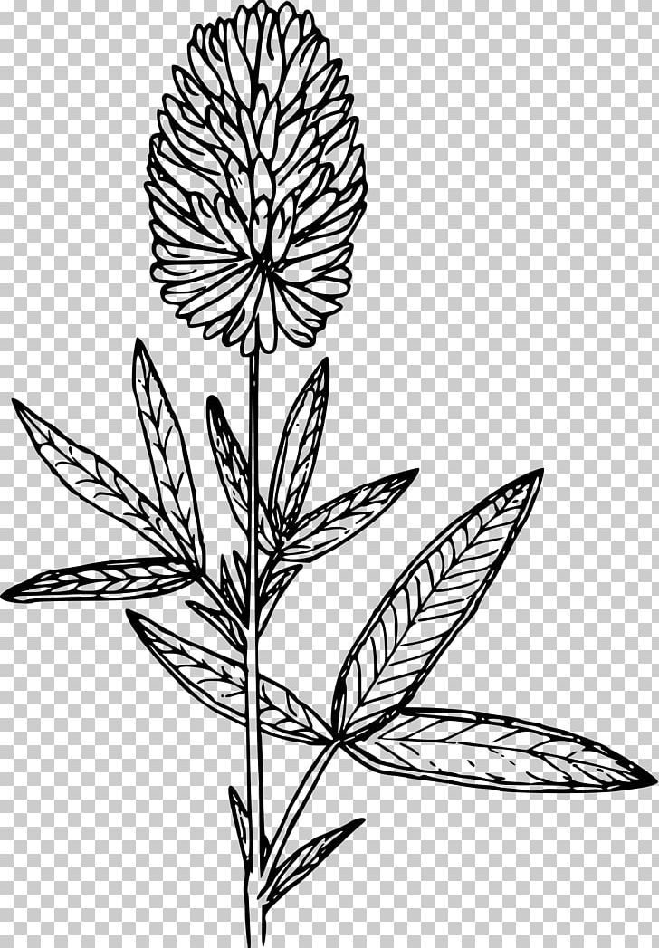Plant Stem Line Art Leaf PNG, Clipart, Black And White, Branch, Clover, Commodity, Flora Free PNG Download