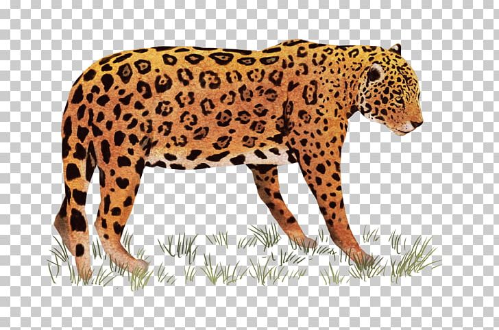 African Leopard Indian Leopard Tiger PNG, Clipart, Animal, Animal Figure, Animals, Big Cats, Carnivoran Free PNG Download